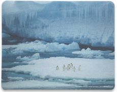 MANHATTAN Mouse pad, Polypropylene, with various pictures of National Geographic Collection, 423373